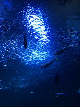 京都水族館に投稿された画像（2022/3/23）