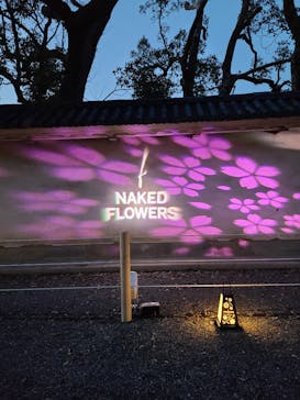 NAKED FLOWERS 2022 -桜- 世界遺産・二条城に投稿された画像（2022/3/22）