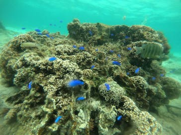 武藤潜水に投稿された画像（2022/3/23）