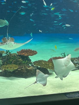 サンシャイン水族館に投稿された画像（2022/3/23）