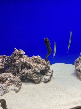 サンシャイン水族館に投稿された画像（2022/3/23）