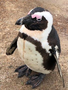 名古屋港水族館に投稿された画像（2022/3/23）