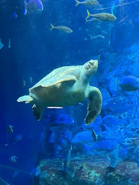 大分マリーンパレス水族館 「うみたまご」に投稿された画像（2022/3/23）