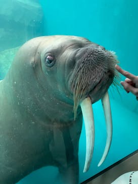 大分マリーンパレス水族館 「うみたまご」に投稿された画像（2022/3/23）