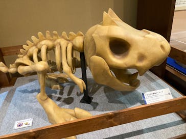 国立科学博物館　特別企画展「ポケモン化石博物館」に投稿された画像（2022/3/23）