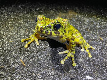 奄美ナイトガイドサービスに投稿された画像（2022/3/23）