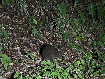 奄美ナイトガイドサービスに投稿された画像（2022/3/23）