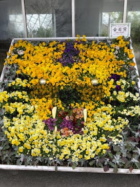 とっとり花回廊に投稿された画像（2022/3/23）