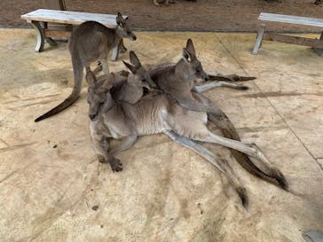 長崎バイオパークに投稿された画像（2022/3/23）