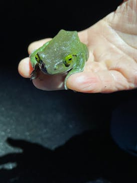 奄美ナイトガイドサービスに投稿された画像（2022/3/23）