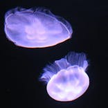 サンシャイン水族館に投稿された画像（2022/3/23）