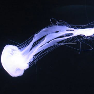 サンシャイン水族館に投稿された画像（2022/3/23）