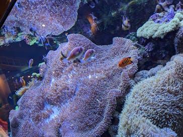 大分マリーンパレス水族館 「うみたまご」に投稿された画像（2022/3/23）