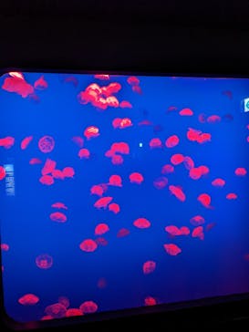 大分マリーンパレス水族館 「うみたまご」に投稿された画像（2022/3/23）