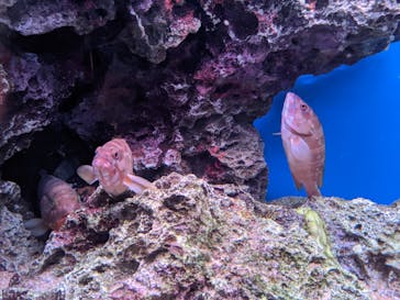 大分マリーンパレス水族館 「うみたまご」に投稿された画像（2022/3/23）