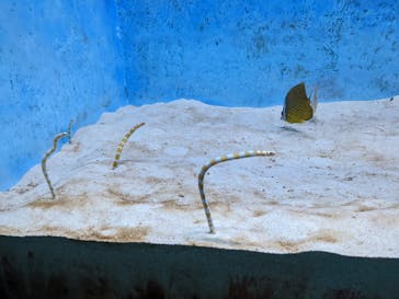 大分マリーンパレス水族館 「うみたまご」に投稿された画像（2022/3/23）