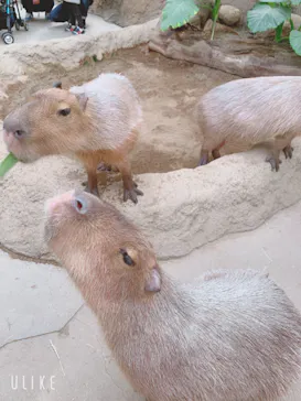 神戸どうぶつ王国に投稿された画像（2022/3/23）