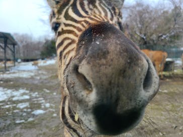 那須サファリパークに投稿された画像（2022/3/24）