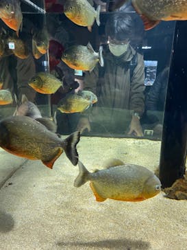 カワスイ 川崎⽔族館に投稿された画像（2022/3/24）
