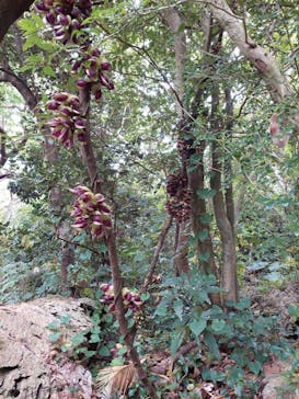 アスムイハイクスに投稿された画像（2022/3/24）