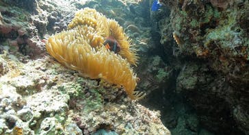 DIVING-SHOP SUNSに投稿された画像（2022/3/24）