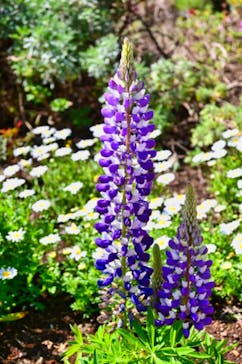 ニューヨークランプミュージアム＆フラワーガーデンに投稿された画像（2022/3/24）