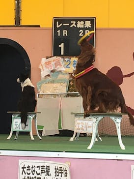 つくばわんわんランドに投稿された画像（2022/3/24）