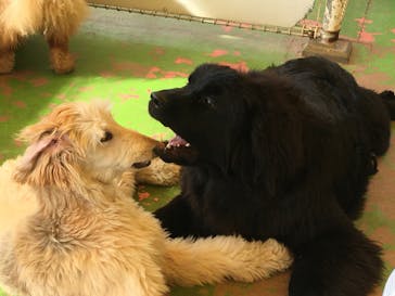 つくばわんわんランドに投稿された画像（2022/3/24）