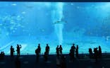 沖縄美ら海水族館に投稿された画像（2022/3/24）