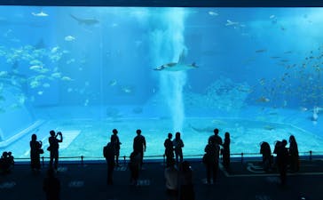 沖縄美ら海水族館に投稿された画像（2022/3/24）