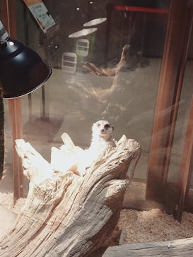 Moff animal world MARK IS みなとみらい店に投稿された画像（2022/3/24）