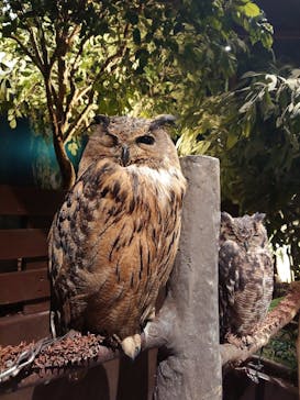 Moff animal world MARK IS みなとみらい店に投稿された画像（2022/3/24）