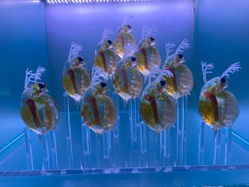 マクセル アクアパーク品川に投稿された画像（2022/3/24）