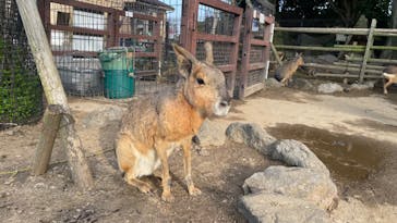 伊豆シャボテン動物公園に投稿された画像（2022/3/24）