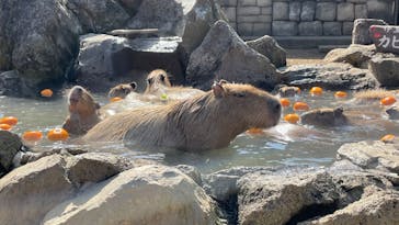 伊豆シャボテン動物公園に投稿された画像（2022/3/24）