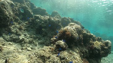 DIVING-SHOP SUNSに投稿された画像（2022/3/24）