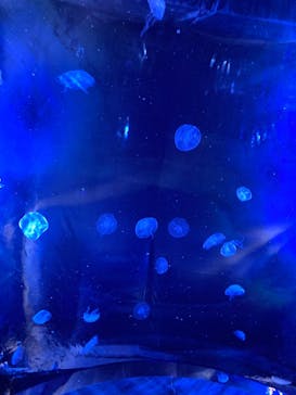 サンシャイン水族館に投稿された画像（2022/3/24）