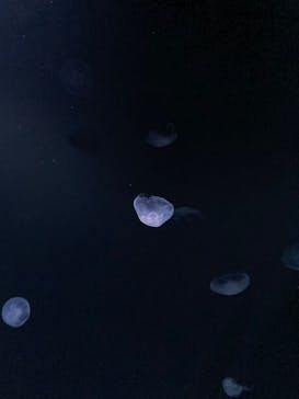 サンシャイン水族館に投稿された画像（2022/3/24）