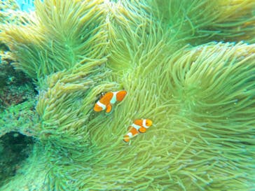 青の洞窟専門店　沖縄ダイビングショップ和に投稿された画像（2022/3/24）