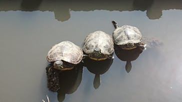 三溪園に投稿された画像（2022/3/24）