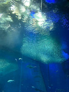 アクアワールド茨城県大洗水族館に投稿された画像（2022/3/25）