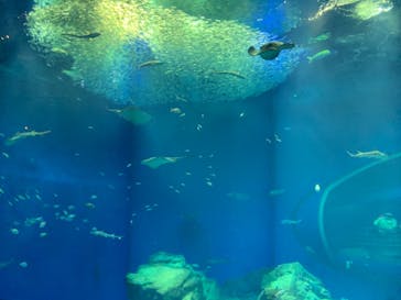 アクアワールド茨城県大洗水族館に投稿された画像（2022/3/25）