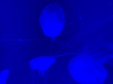 アクアワールド茨城県大洗水族館に投稿された画像（2022/3/25）