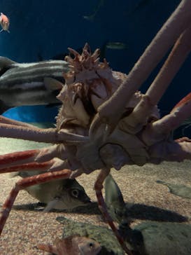 アクアワールド茨城県大洗水族館に投稿された画像（2022/3/25）