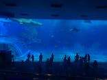 沖縄美ら海水族館に投稿された画像（2022/3/25）