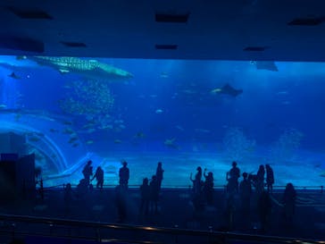 沖縄美ら海水族館に投稿された画像（2022/3/25）