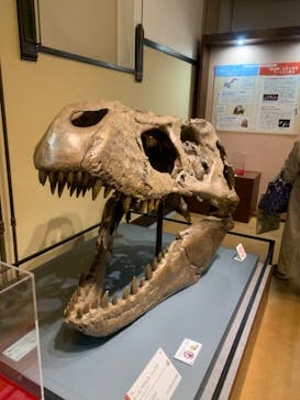 国立科学博物館　特別企画展「ポケモン化石博物館」に投稿された画像（2022/3/25）