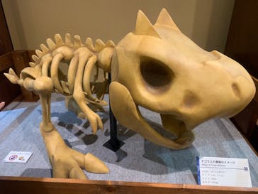 国立科学博物館　特別企画展「ポケモン化石博物館」に投稿された画像（2022/3/25）