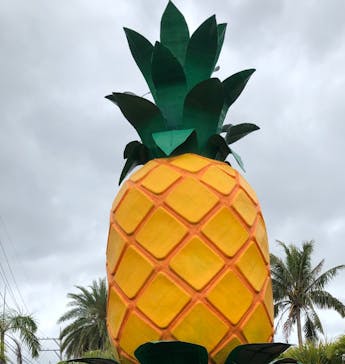 ナゴパイナップルパークに投稿された画像（2022/3/25）