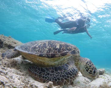 アマミエンシスに投稿された画像（2022/3/25）